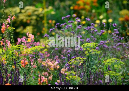 Aneto,Antirrhinum Orange Wonder,verbena bonariensis,fiore,fiori,ritratti di piante,perenni,schema di piantagione misto,confine misto,bordi,letto,perenne, Foto Stock