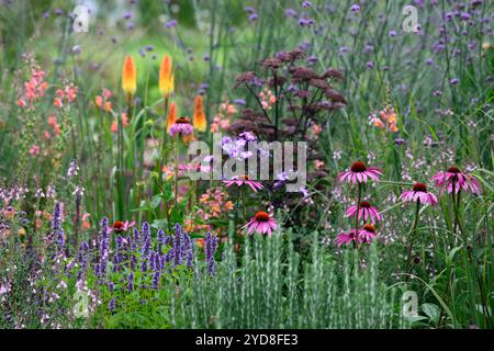 echinacea purpurea,agastache,linaria peachy,coneflower viola,coneflowers,fiore,fiori,ritratti di piante,perenni,schema di piantagione misto,bordo misto Foto Stock