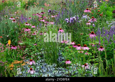 echinacea purpurea,agastache,linaria peachy,coneflower viola,coneflowers,fiore,fiori,ritratti di piante,perenni,schema di piantagione misto,bordo misto Foto Stock