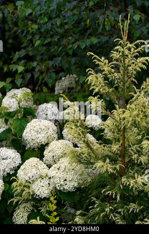 Hydrangea arborescens annabelle,fiore bianco,fiori,fioritura,fioritura,perenne,erbacea,abete,pino,ortensie e abete,RM Floral Foto Stock