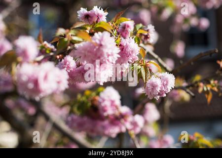 Splendidi ciliegi rosa in fiore in primavera, con rami morbidi e petali vibranti, evocano tranquillità e bellezza stagionale. Foto Stock