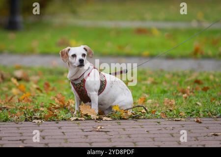 Jack Russell Terrier con mantello liscio bianco e limone seduto. Il parson Jack Russell Terrier seduto in un parco tra foglie autunnali cadute. Foto Stock