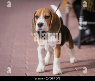 Cucciolo di Beagle in piedi sul vialetto. Primo piano di un cucciolo di beagle in piedi sul marciapiede. Ritratto di un giovane cane beagle. Foto all'aperto. Foto Stock