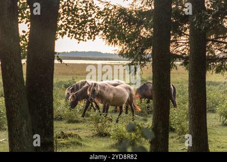 Un gruppo di cavalli Konik Polski semi-selvatici pascolano nel Parco naturale del lago Engure, Lettonia Foto Stock