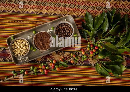 Caffè arabica (Coffea arabica) sulla piccola Finca Los Angeles a conduzione familiare a Jardin, Colombia. Qui sono mostrati bacche di caffè verdi e maturi, fiori, Foto Stock