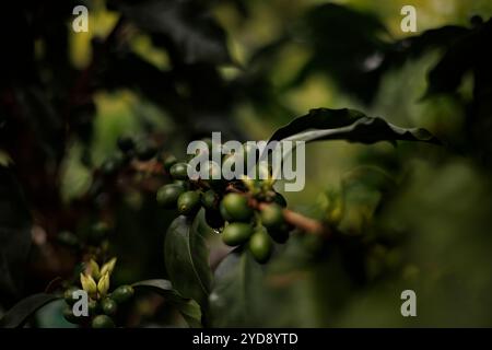 Caffè arabica (Coffea arabica) sulla piccola Finca Los Angeles a conduzione familiare a Jardin, Colombia Foto Stock