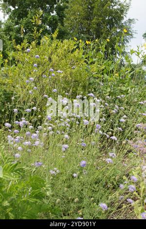 Scabiosa triandra Foto Stock
