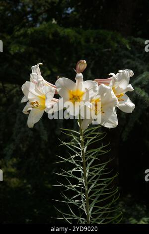 Lilium regale, giglio regale Foto Stock