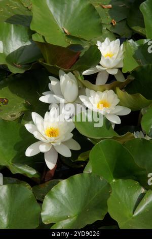 Nymphaea alba, ninfee bianca Foto Stock
