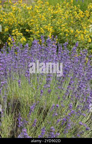 Lavandula angustifolia, lavanda Foto Stock