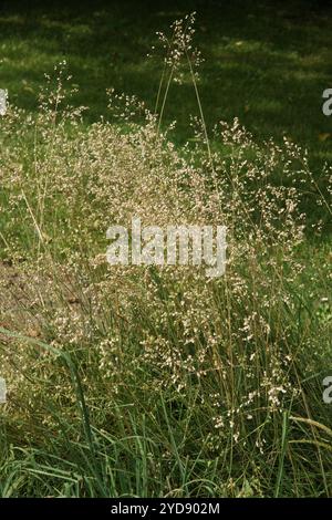 Briza media, Quaking-Grass Foto Stock