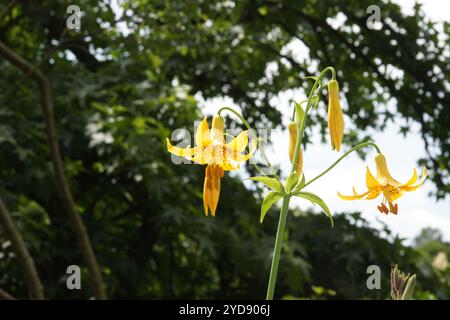 Lilium canadense, giglio canadese Foto Stock