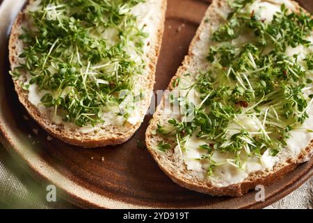 Germogli freschi o microverdure su fette di pane a lievitazione naturale, primo piano Foto Stock