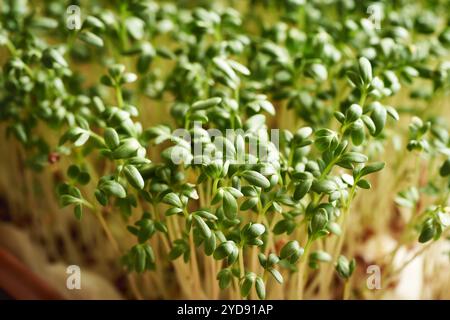 Primo piano di germogli freschi e giovani di orto o microgreen che crescono all'interno Foto Stock