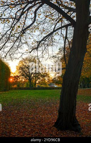 L'autunno è arrivato - foglie e alberi colorati in un parco autunnale Foto Stock