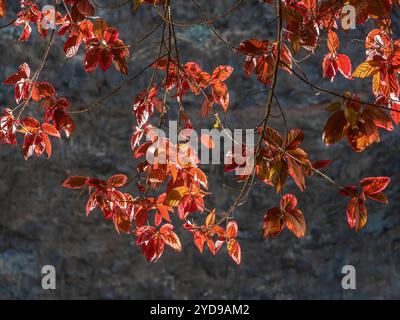 Fogliame rosso di un albero illuminato dal sole del mattino su uno sfondo grigio di montagna. Foto Stock