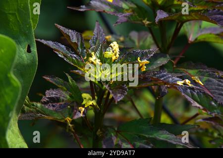 Balsamo a fiore giallo Foto Stock