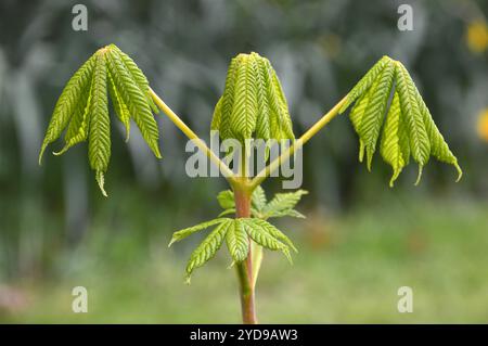 Il Bud Leaves on (Conker Tree) Sapling in mostra in un giardino di campagna inglese, Lancashire. REGNO UNITO. Foto Stock