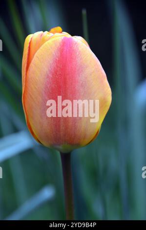 Tulipa ibrido Darwin "Apeldoorn's Elite" singolo rosso/giallo in mostra in un giardino di campagna inglese, Lancashire, Inghilterra, Regno Unito. Foto Stock