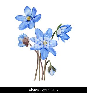 Bouquet di fiori primaverili blu anemone hepatica, liverwort. Illustrazione ad acquerello botanico disegnata a mano. Foto Stock