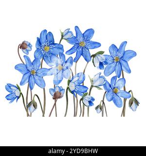 Grande composizione di fiori boschivi blu prima primavera anemone hepatica, liverwort. Illustrazione ad acquerello disegnata a mano Foto Stock