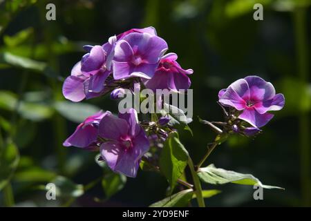 phlox alto Foto Stock