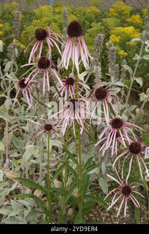 Echinacea pallida, viola chiaro coneflower Foto Stock