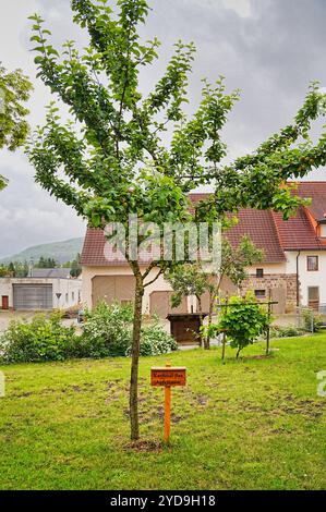 Die Pfarrkirche St. Genesius steht a Riedböhringen, einem Ortsteil der Stadt Blumberg im Schwarzwald-Baar-Kreis nel Baden-Württemberg. In der Kirche B. Foto Stock