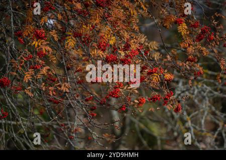 Bacche rosse su un albero di Rowan, Sorbus aucuparia. Sfondo autunnale. Cenere di montagna europea, albero di rowan (Sorbus aucuparia), rami con frutti di bosco. Foto Stock