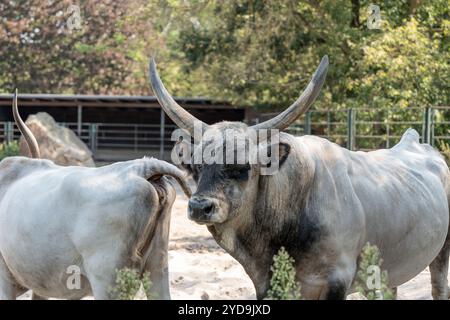 Due mucche in piedi in un campo con una di loro che ha un grande corno sulla testa. L'altra mucca è più piccola e ha una coda bianca. La scena è pacifica Foto Stock