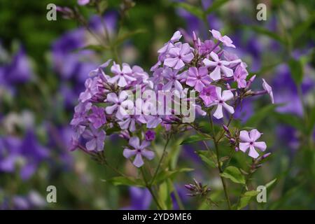 Phlox paniculata, phlox panicled Foto Stock