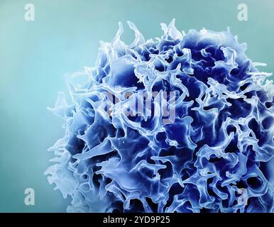 Micrografia elettronica a scansione colorata di un linfocita T noto anche come blu a cellule T. T linfociti 016867 040 Foto Stock