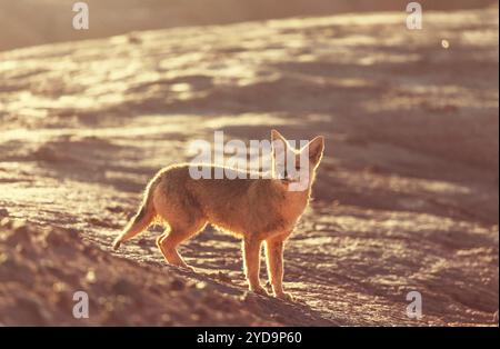 Volpe andina selvatica in Patagonia, Argentina Foto Stock