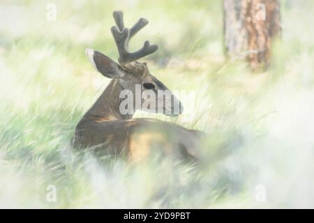 USA, Oregon, Bend, Rancho Las Hierbas, Odocoileus hemionus, cervo di coda nero Foto Stock