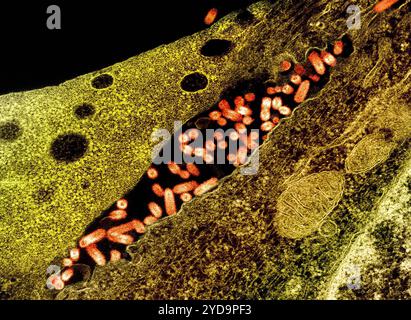 Micrografia elettronica di trasmissione del virus della stomatite vescicolare VSV particelle arancioni che si trovano nello spazio extracellulare e in erba dalla membrana plasmatica delle cellule infette verde/marrone. Virus della stomatite vescicolare VSV 016867 077 Foto Stock