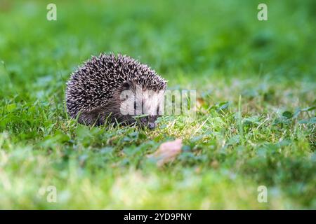Carino cucciolo di riccio sta cercando cibo nel prato, deve crescere molto fino all'inverno e mangiare abbastanza riserve di grasso per l'ibernazione, copiare spazio, selezionare Foto Stock