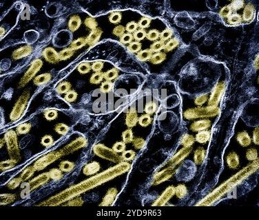 Micrografia elettronica a trasmissione colorata di particelle d'oro Del virus dell'influenza aviaria A H5N1, coltivate nelle cellule epiteliali del rene canino Madin-Darby MDCK. Virus dell'influenza aviaria A H5N1/influenza aviaria 016867 137 Foto Stock