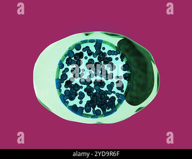 Immagine che raffigura una cellula infetta da clamidia. I batteri Chlamydia trachomatis rappresentati da piccole forme sferiche scure colorate blu sono sottoposti a sviluppo all'interno di un corpo &quotinclusion racchiuso in membrana.&quot la forma verde scuro sulla destra della cellula denota il nucleo. Clamidia 016867 149 Foto Stock