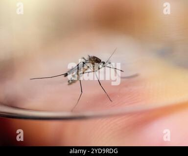Femmina di Culex restuans zanzara, raccolta nel Maryland. Questo tipo di zanzara è un vettore comprovato associato alla trasmissione del virus del Nilo occidentale WNV e dell'encefalite equina orientale AEE. Culex Restuans Mosquito 016867 162 Foto Stock