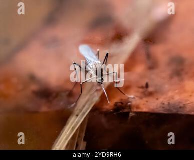 Femmina di Culex restuans zanzara, raccolta nel Maryland. Questo tipo di zanzara è un vettore comprovato associato alla trasmissione del virus del Nilo occidentale WNV e dell'encefalite equina orientale AEE. Culex Restuans Mosquito 016867 165 Foto Stock