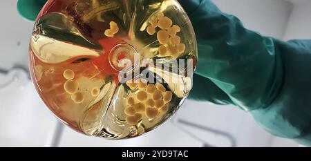 Un ricercatore tiene in mano una fiasca contenente organoidi cerebrali umani. 2024 : lo studio NIH mostra che la malattia del dimagrimento cronico difficilmente si sposta dagli animali alle persone. Organoidi cerebrali umani 016867 282 Foto Stock