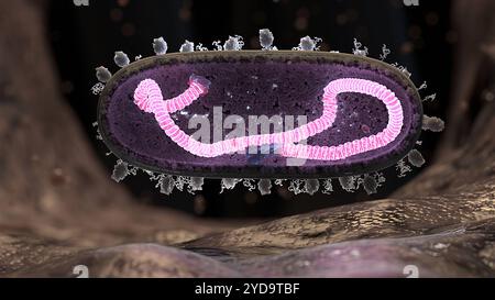 RSV del virus respiratorio sinciziale in sezione trasversale atterrando sulla superficie di una cellula endoteliale respiratoria umana. L'RNA a filamento singolo, rosa incandescente/colorato, viene mostrato avvolto attorno a un nucleo di proteine nucleari con tappo da grandi proteine L. Le proteine m2-1 e M allineano l'interno del virion e le proteine F e G popolano la superficie esterna del virion. Le proteine F sono rappresentate come strutture simili a quelle del tamburo e le proteine G sono rappresentate come strutture tubolari aggrovigliate. Virus respiratorio sinciziale umano RSV 016867 297 Foto Stock