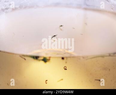 Zanzare e larve raccolte dall'acqua stagnante. Zanzare e larve 016867 363 Foto Stock