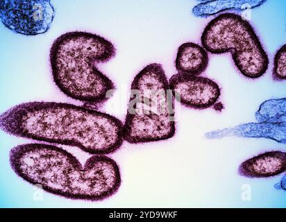 Micrografia elettronica a trasmissione colorata di particelle di virus Nipah extracellulare maturo rosso vicino alla periferia di un blu cellulare VERO infetto. Particelle di virus Nipah 016867 432 Foto Stock
