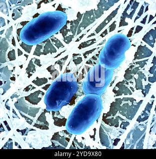 Micrografia elettronica a scansione dei batteri Rickettsia typhi. Batteri Rickettsia typhi 016867 470 Foto Stock
