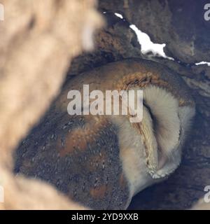 Il gufo del fienile irlandese è un uccello notturno noto per il suo volto a forma di cuore e il volo silenzioso. Caccia piccoli mammiferi e insetti. Foto scattata nel bosco Foto Stock