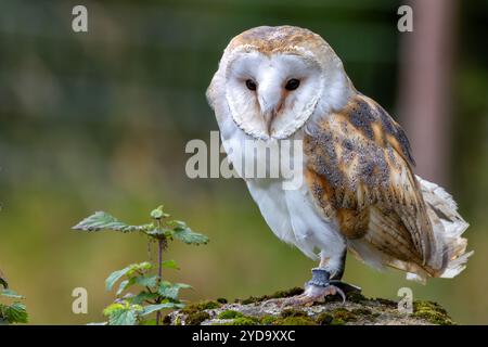 Il gufo del fienile irlandese è un uccello notturno noto per il suo volto a forma di cuore e il volo silenzioso. Caccia piccoli mammiferi e insetti. Foto scattata nel bosco Foto Stock