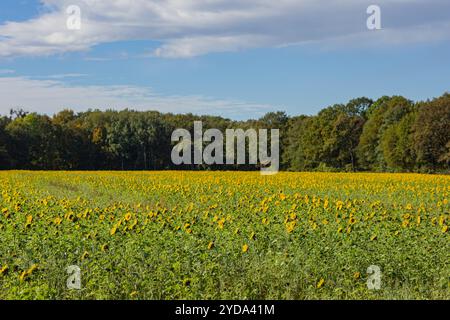 Vasto campo di girasoli in piena fioritura sotto il cielo blu con sfondo della foresta in una giornata di sole. Natura, agricoltura e paesaggi panoramici Foto Stock