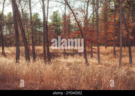 Pretty Dried Grass and Leaves Fall Landscape Wilton Wildlife Preserve Saratoga Springs, New York Foto Stock