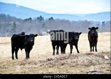 Quattro vacche si fermano dall'erba per guardare la telecamera in un campo vicino a Lexington, Virginia. Foto Stock